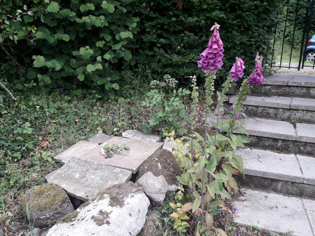 Kali's grave next to her favourite step where she would sit in the last rays from the sun on summer evenings