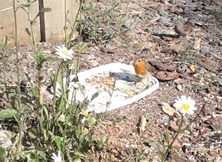 the robin enjoying his breakfast