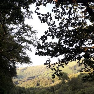 a view of a sunny Welsh hillside framed by leafy tree branches - taken here at Equenergy: Wellbeing Naturally