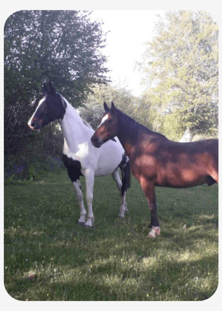 The 2 Equenergy horses, Dax and Rika