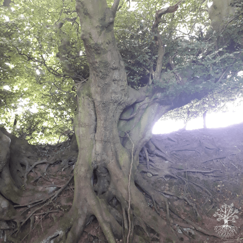 Guided Meditation Staying Grounded And Centered W I L D Wellbeing